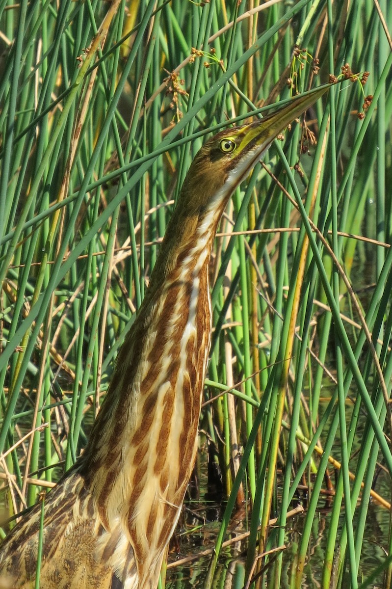 American Bittern - ML32095901