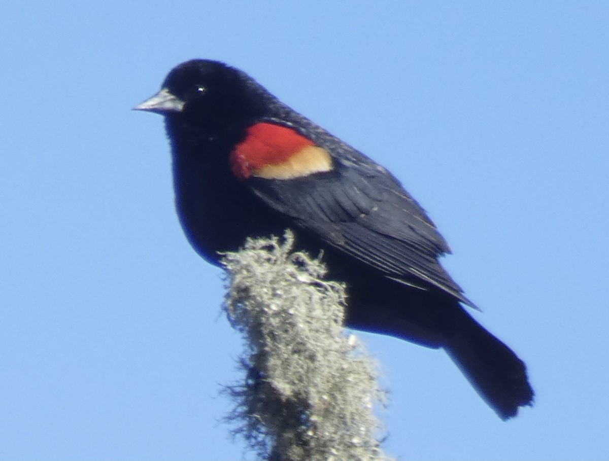 Red-winged Blackbird - ML320959011