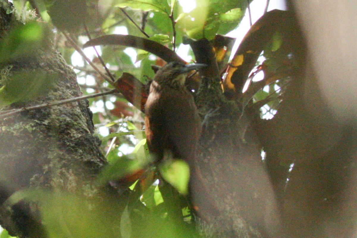 Strong-billed Woodcreeper - ML320959131