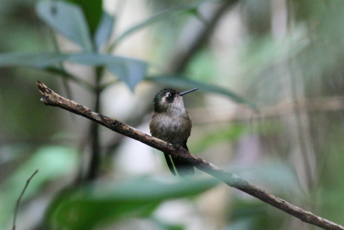 Speckled Hummingbird - ML320959171