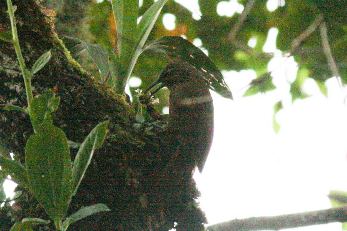 Strong-billed Woodcreeper - ML320959241