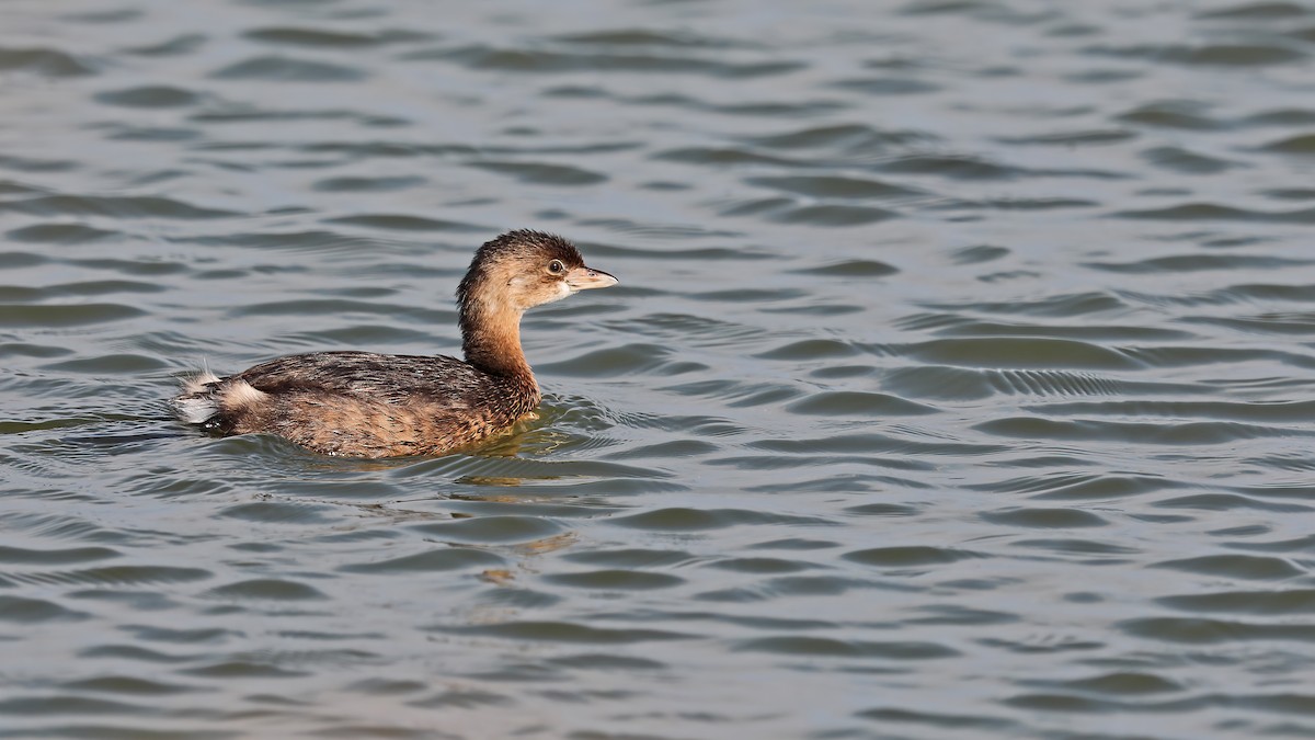 Pied-billed Grebe - ML320959261