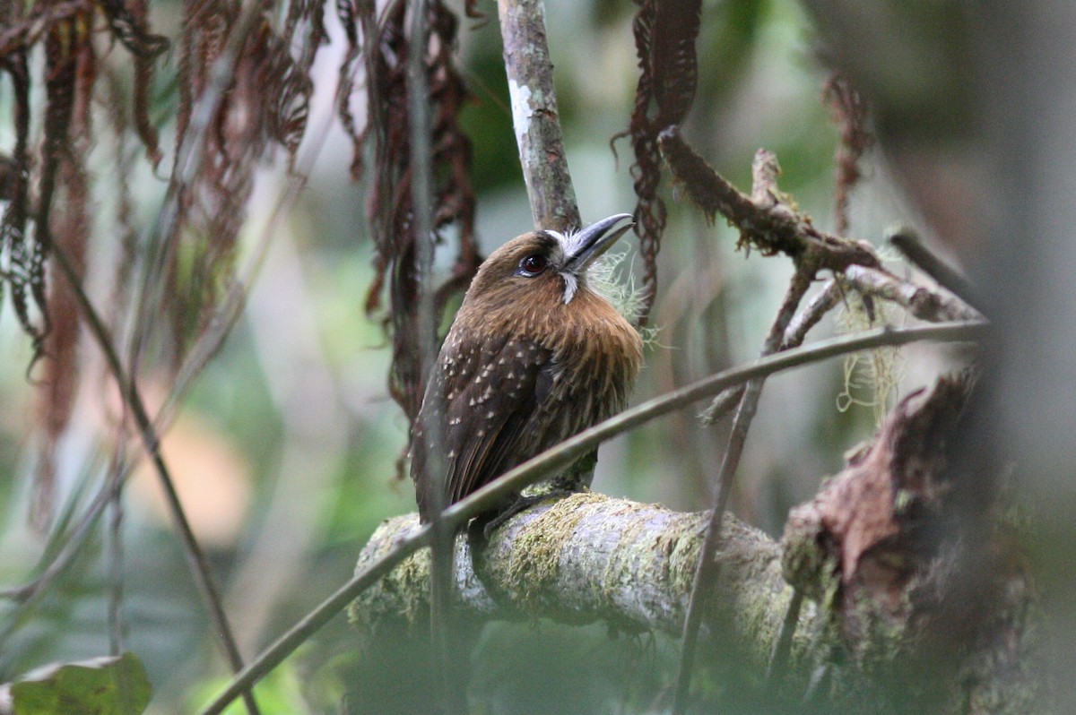 Moustached Puffbird - ML320959311