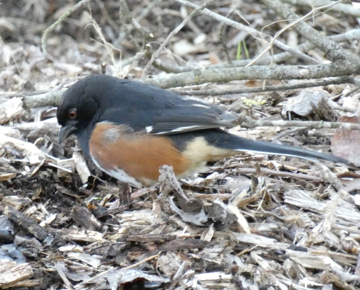 pipilo rudooký - ML320959411