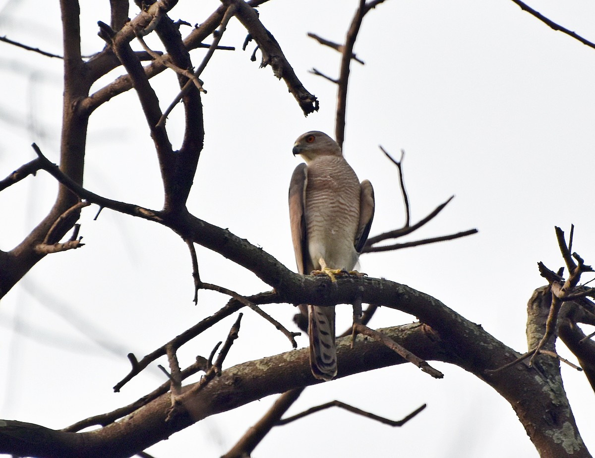 Shikra - asim hazra