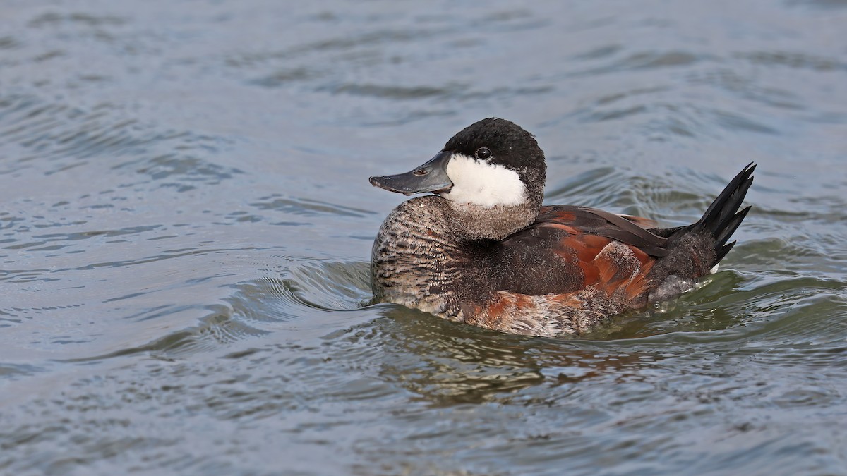 Ruddy Duck - ML320961201