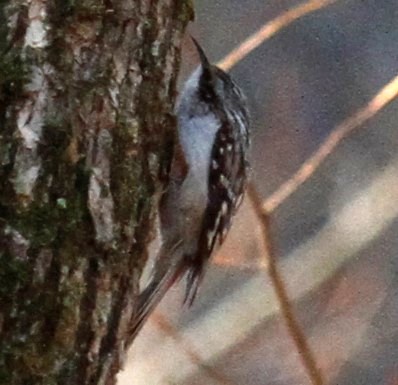 Brown Creeper - ML320961861