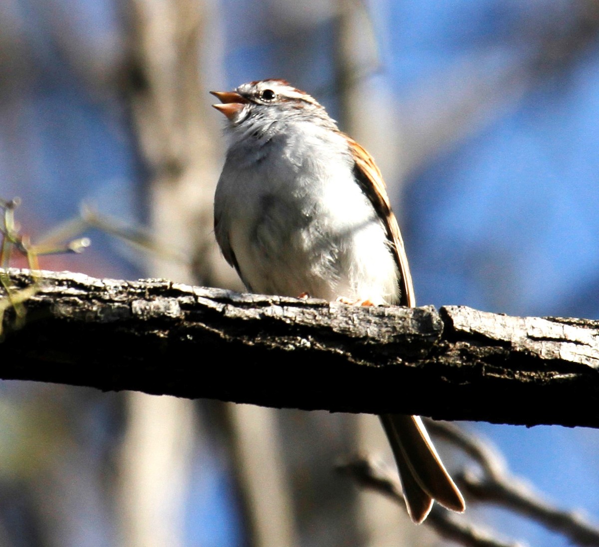 Chipping Sparrow - ML320962071