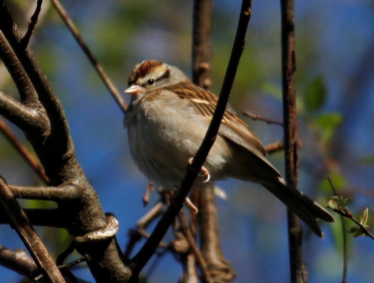 Chipping Sparrow - ML320962081