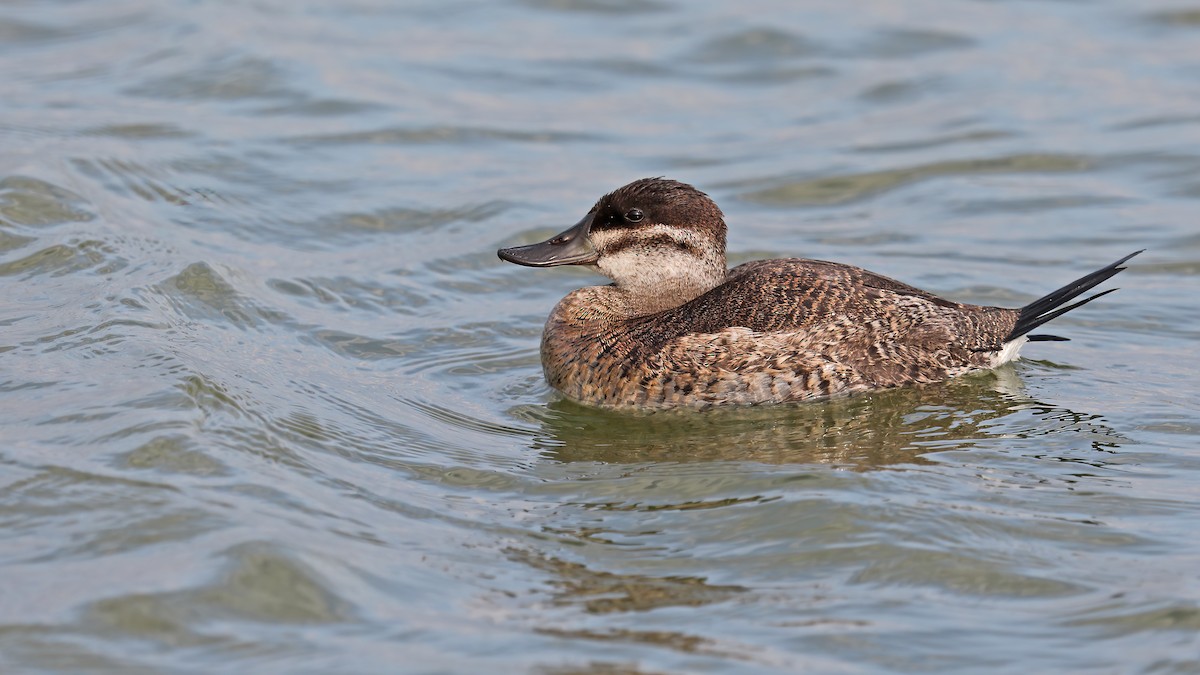 Ruddy Duck - ML320962811