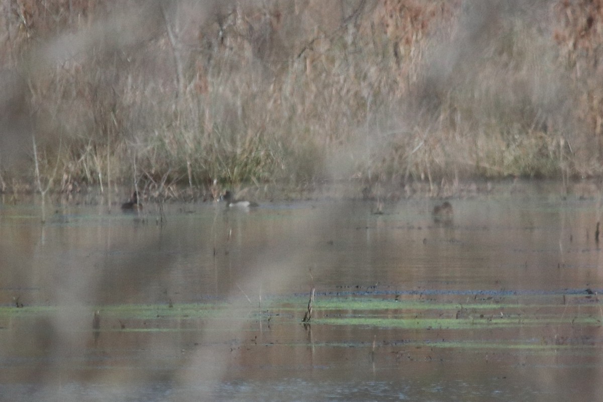 Ring-necked Duck - ML320964911