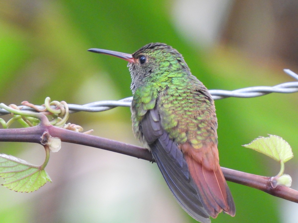 Rufous-tailed Hummingbird - ML320965661