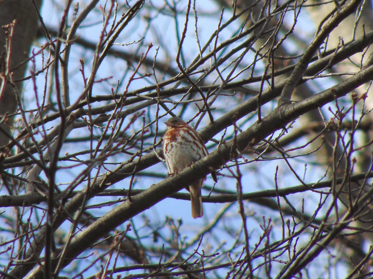 Fox Sparrow - ML320965961