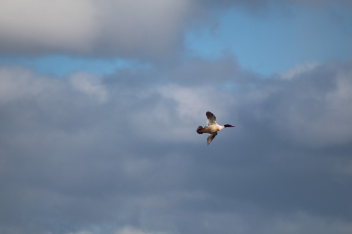 Common Merganser - ML320966401