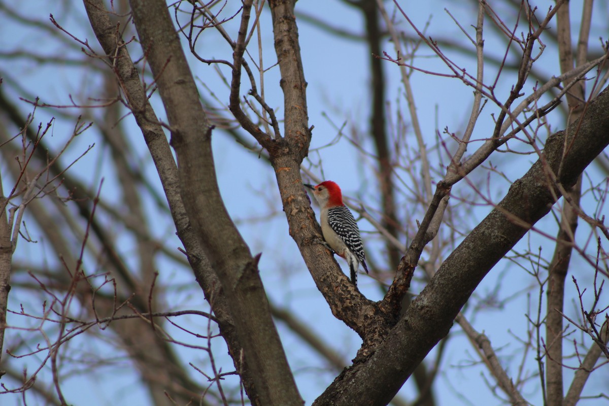 Red-bellied Woodpecker - ML320968021
