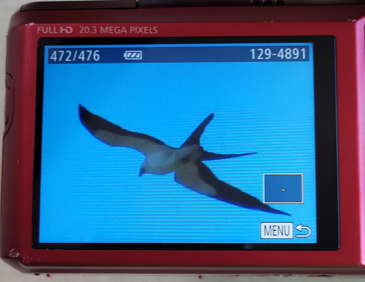 Swallow-tailed Kite - ML320968841