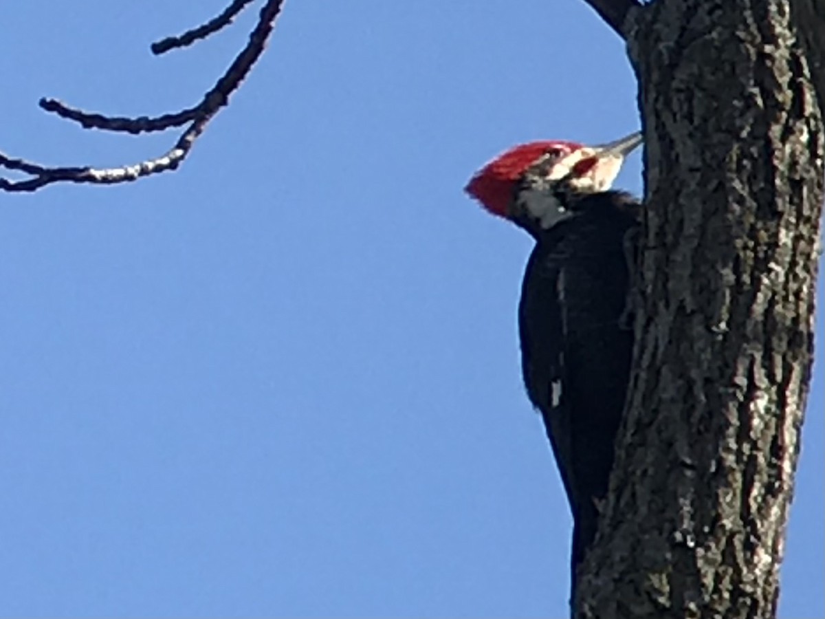 Pileated Woodpecker - mike hatfield