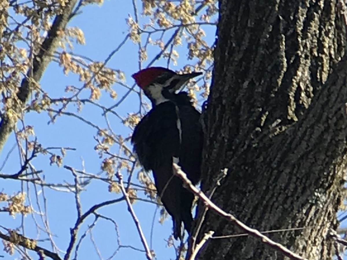 Pileated Woodpecker - mike hatfield