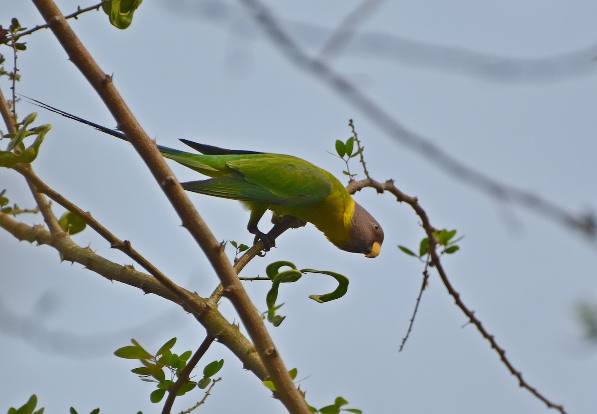 Plum-headed Parakeet - asim hazra