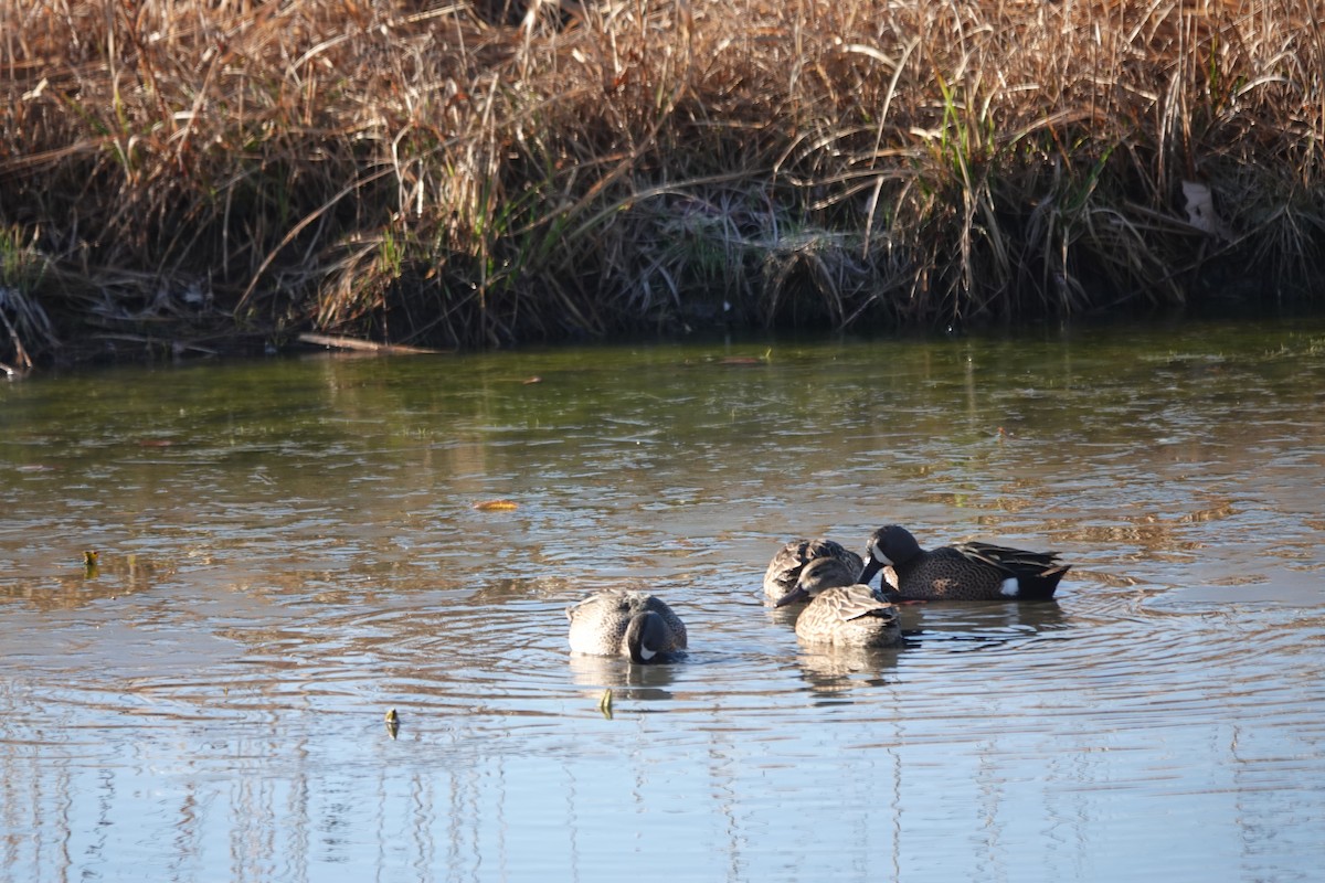 Blue-winged Teal - ML320970801
