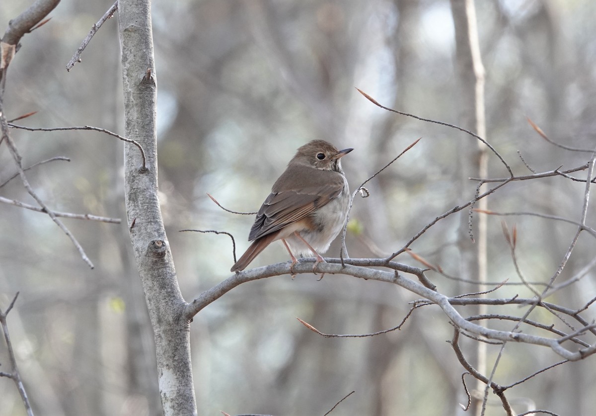 Hermit Thrush - ML320972821