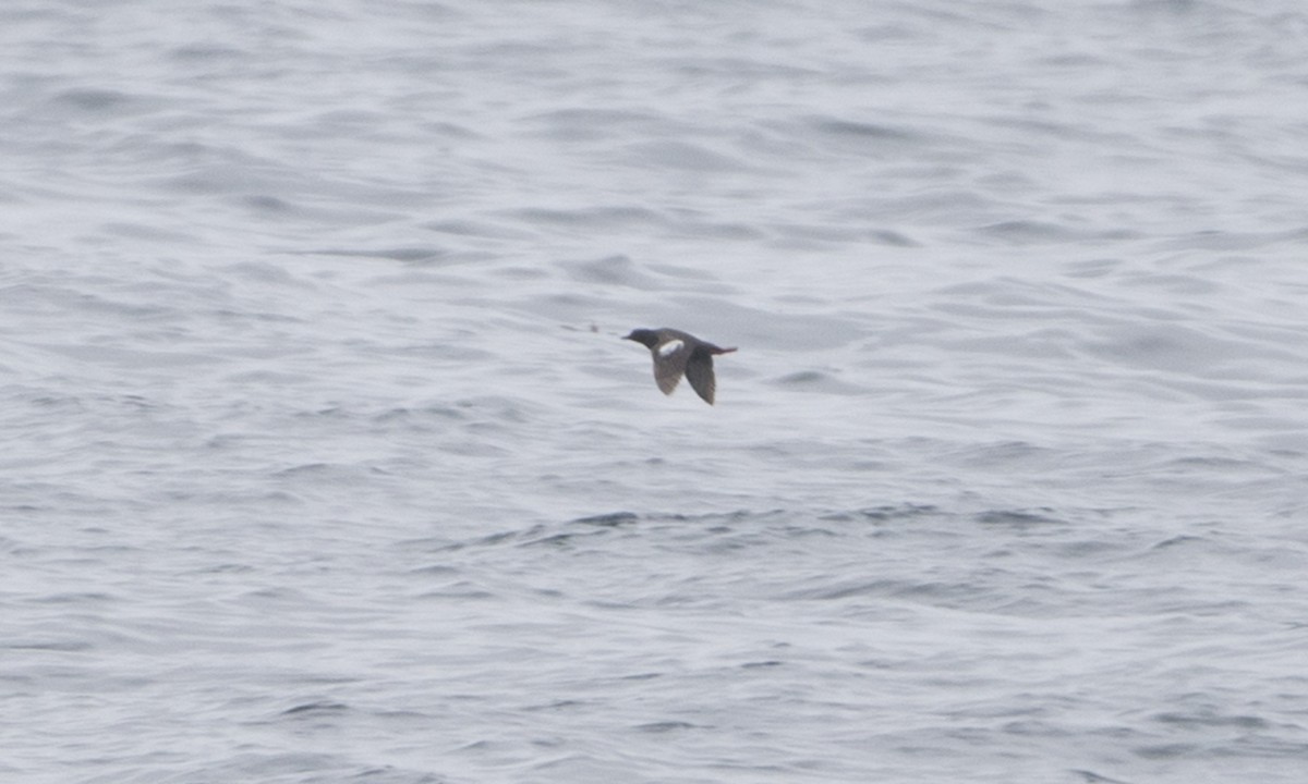 Pigeon Guillemot - ML32097301