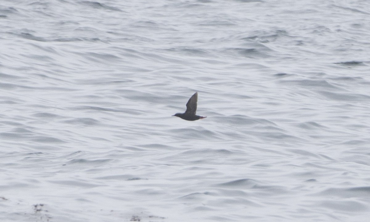 Pigeon Guillemot - ML32097311