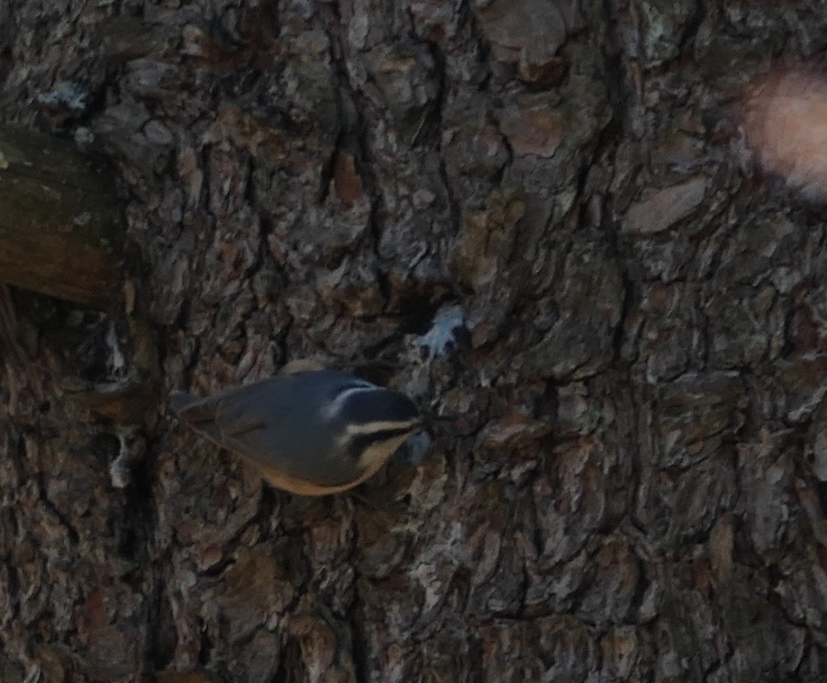 Red-breasted Nuthatch - ML320973121