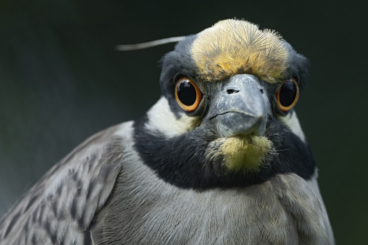 Yellow-crowned Night Heron - ML320973691