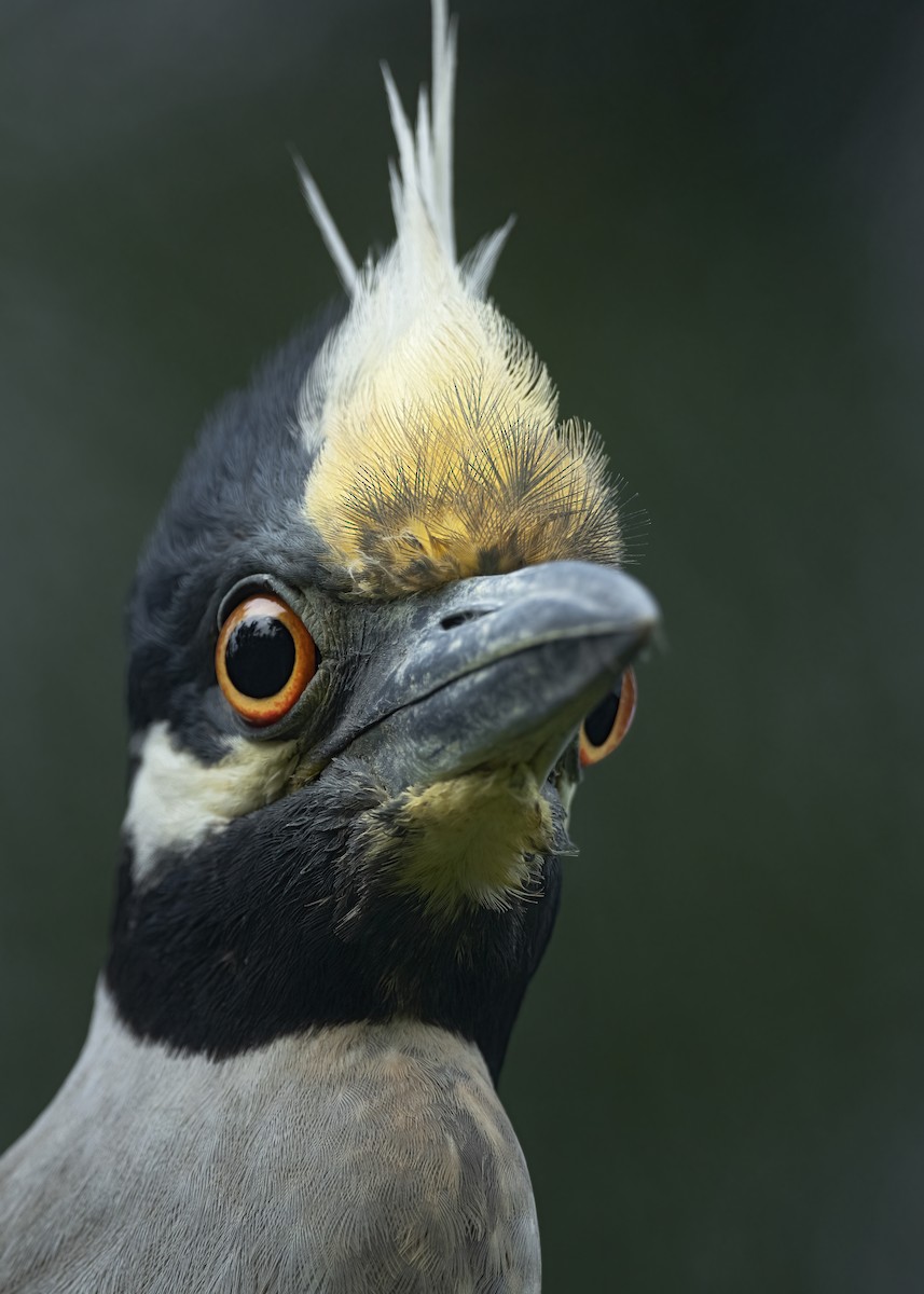 Yellow-crowned Night Heron - ML320973741