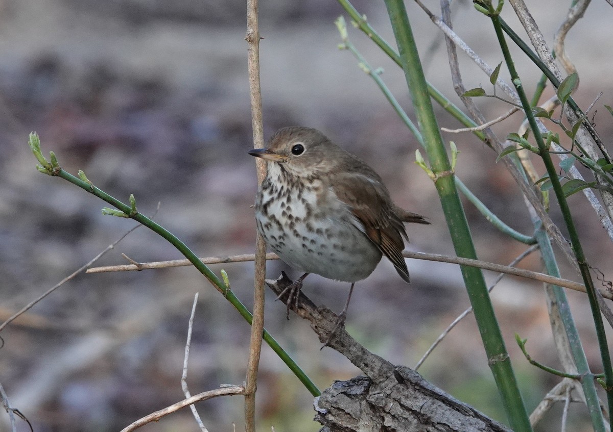 Hermit Thrush - ML320974211