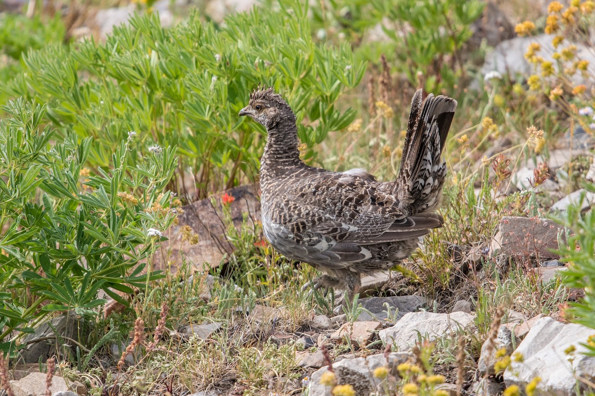 Dusky Grouse - ML32097601