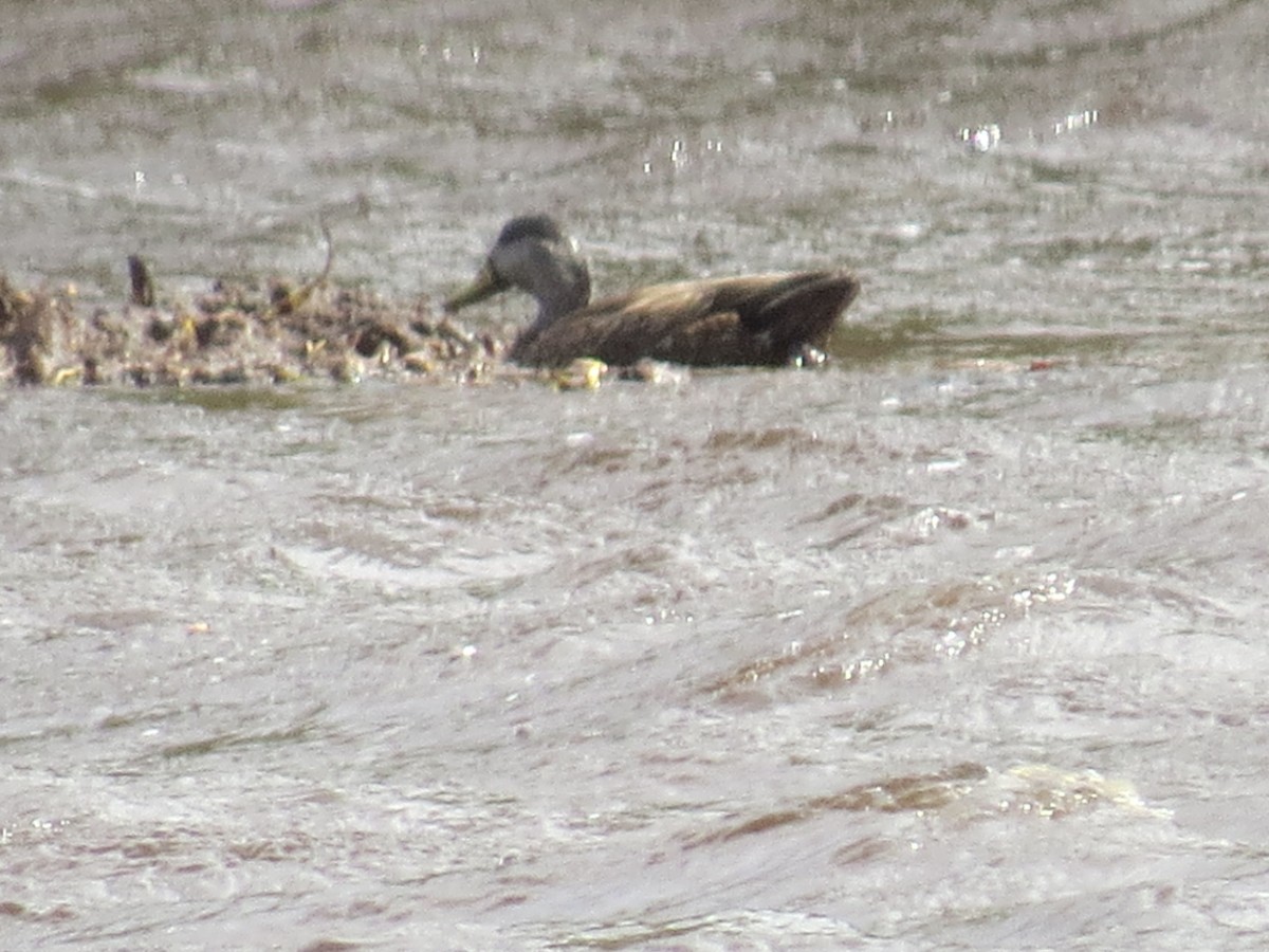 Mallard x American Black Duck (hybrid) - Pamela Hunt