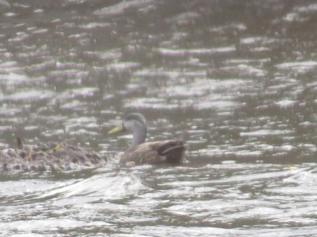 Mallard x American Black Duck (hybrid) - ML320976451