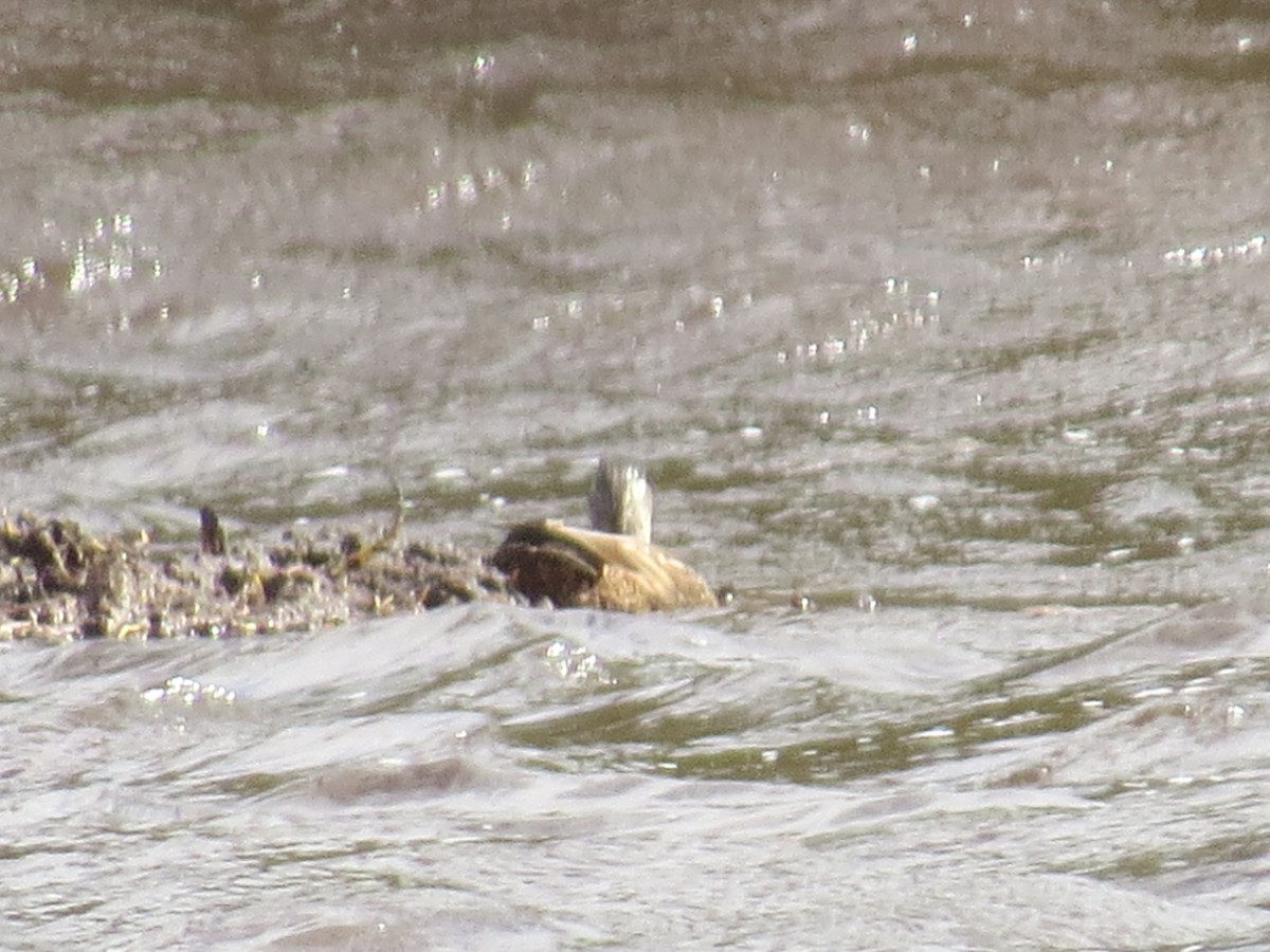 Mallard x American Black Duck (hybrid) - Pamela Hunt