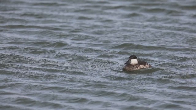 Ruddy Duck - ML320977241