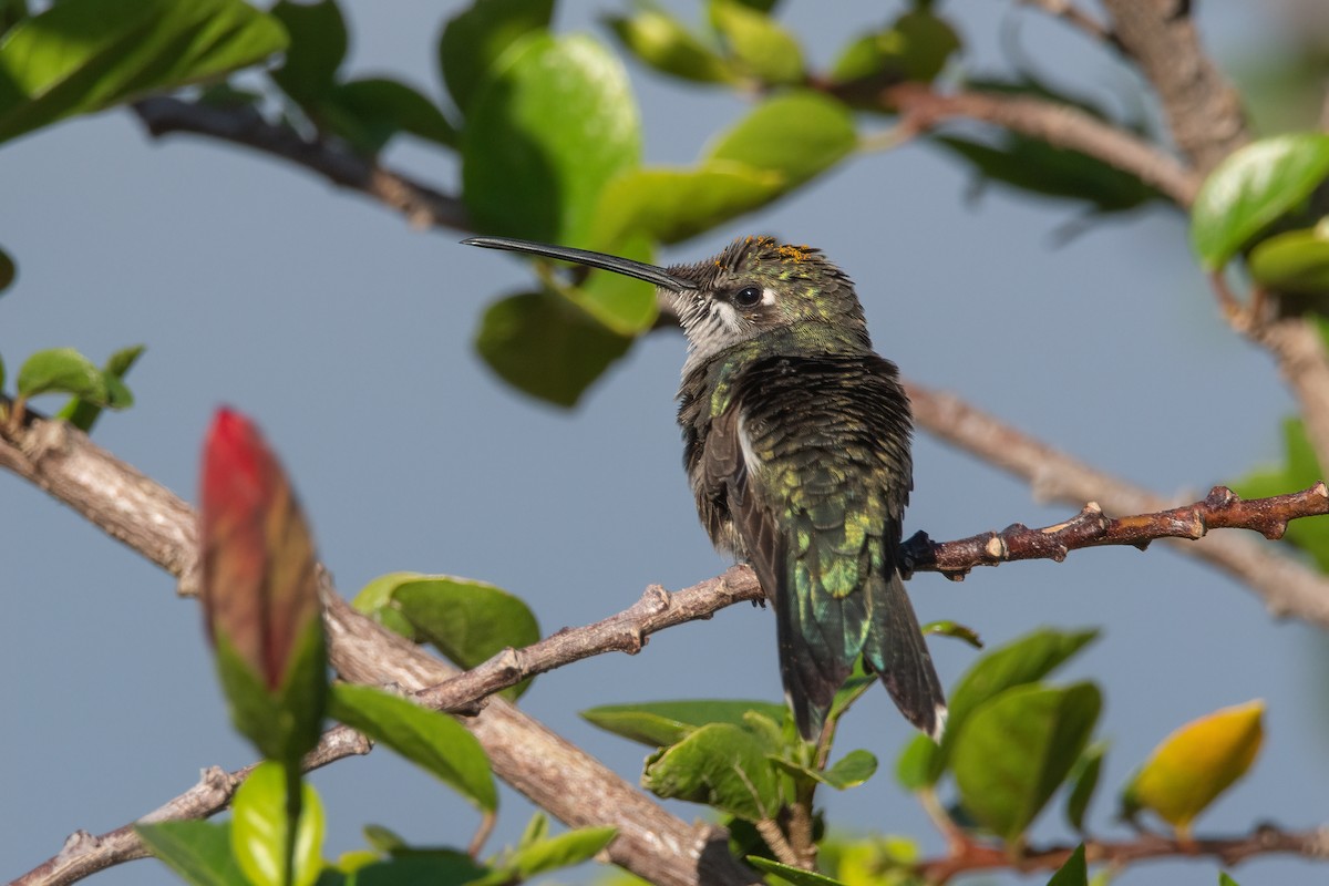 Blue-tufted Starthroat - Pablo Re