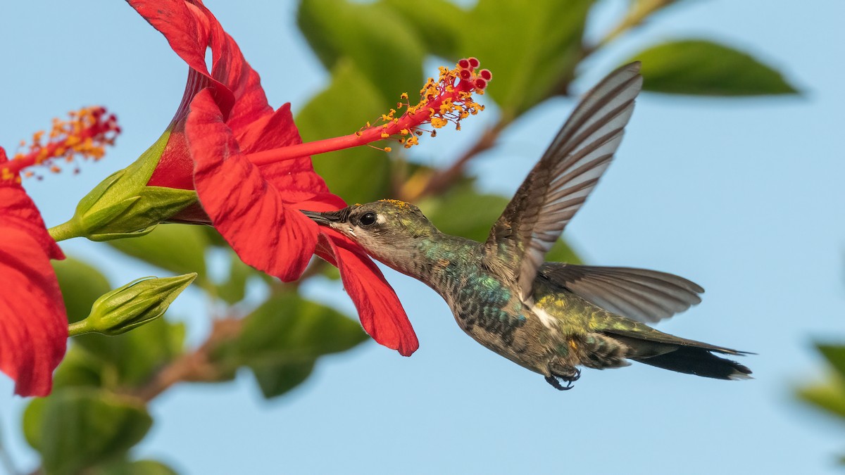 Blue-tufted Starthroat - ML320978041