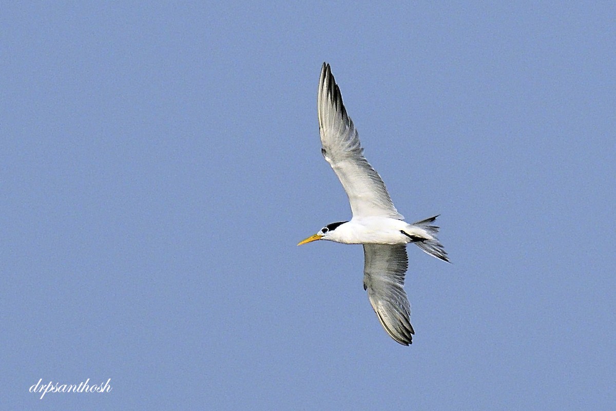 Lesser Crested Tern - ML320978391