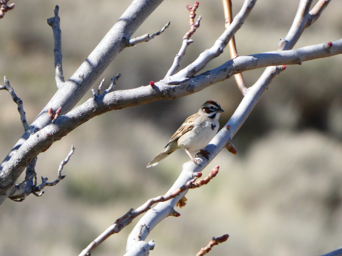 Lark Sparrow - ML320979021