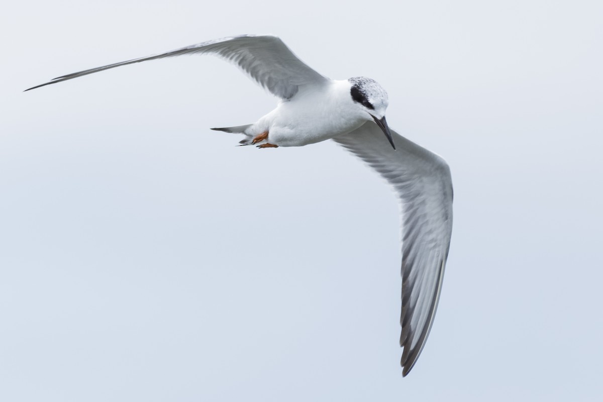 Forster's Tern - Don Danko