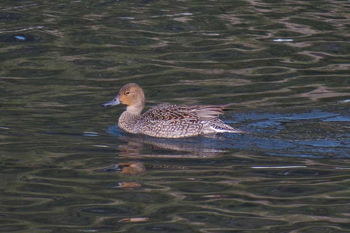 Northern Pintail - ML320980741