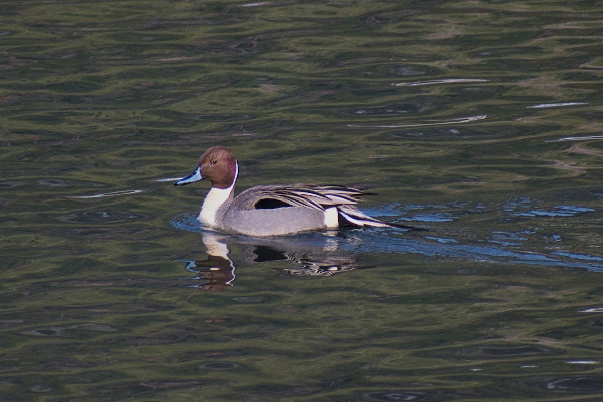 Northern Pintail - ML320980821