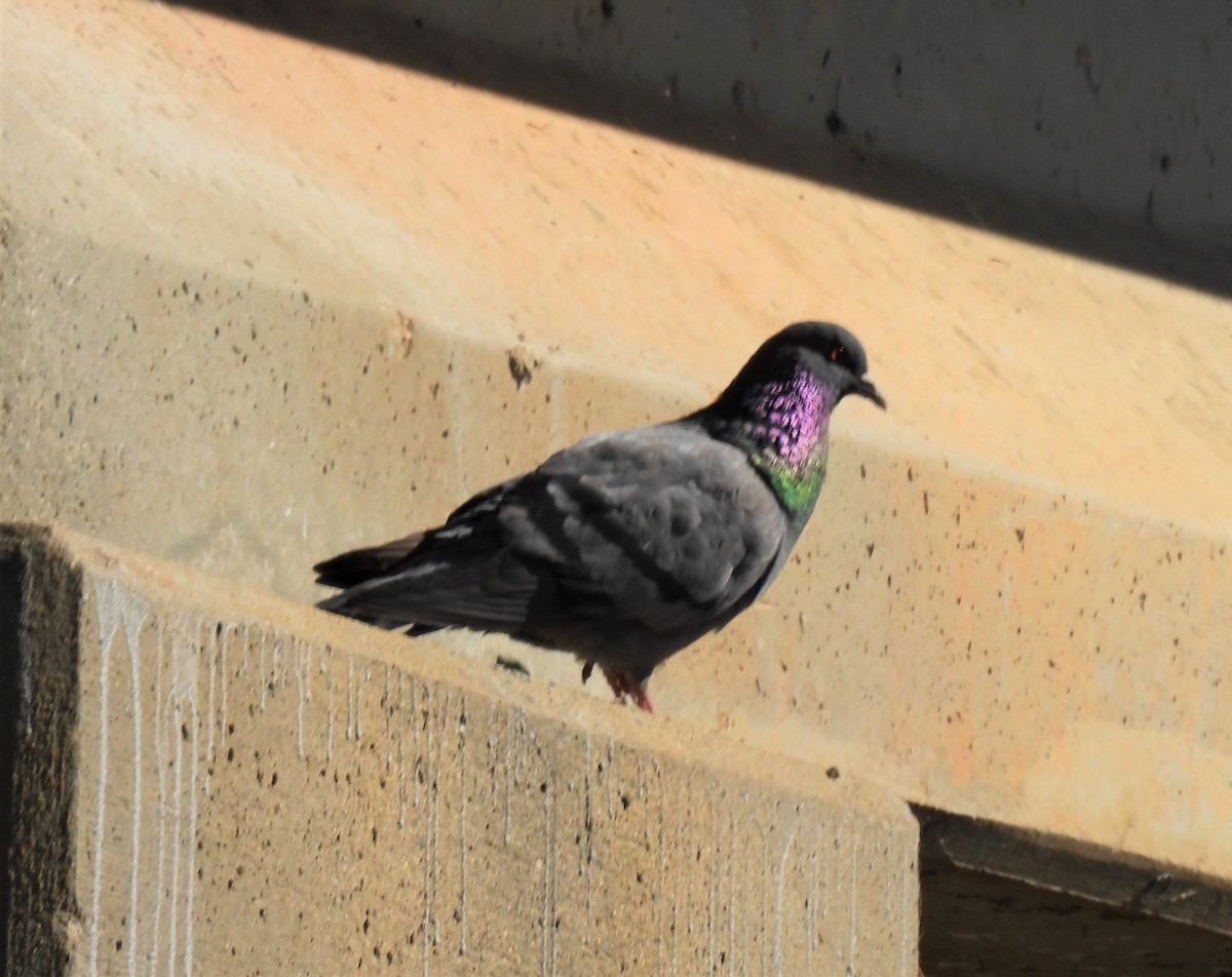 Pigeon biset (forme domestique) - ML320981611