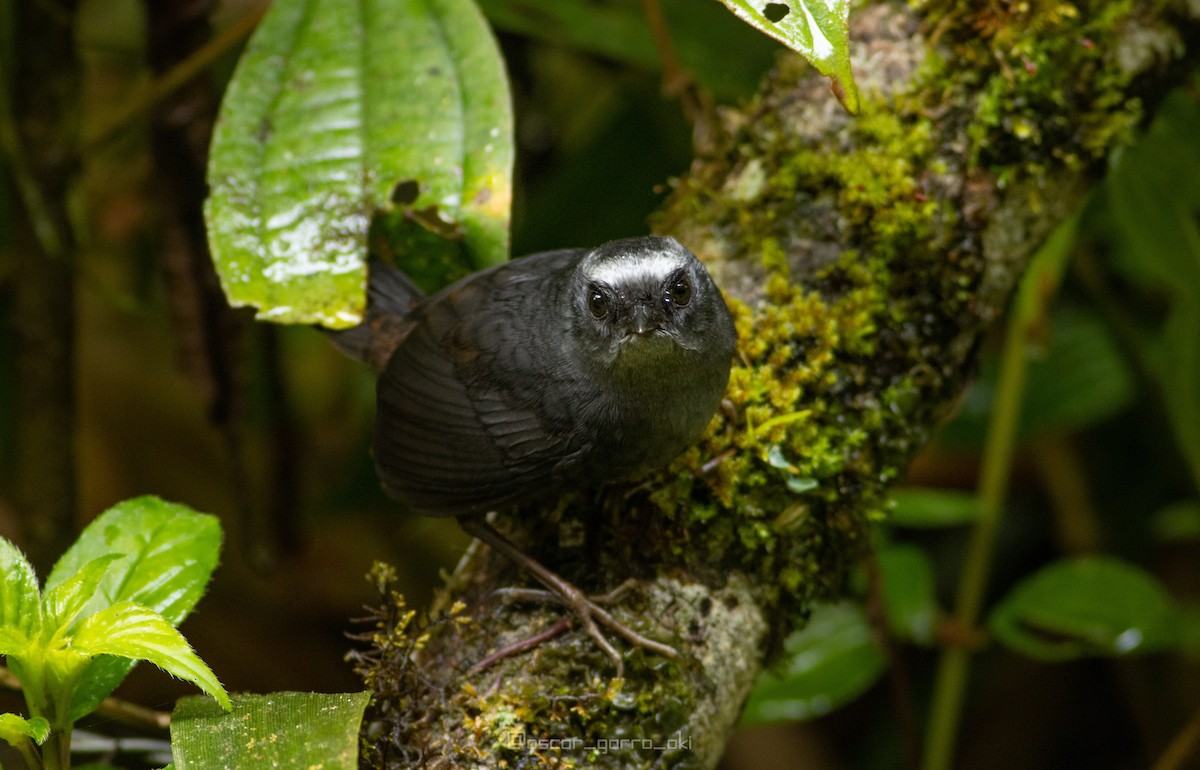 Silvery-fronted Tapaculo - Oscar Garro Piedra