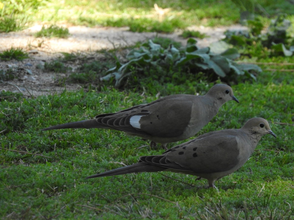 Mourning Dove - ML320983771