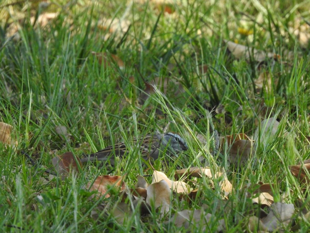 Chipping Sparrow - ML320983821