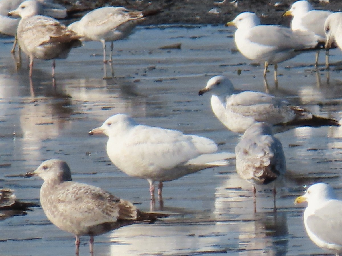 Glaucous Gull - ML320985431