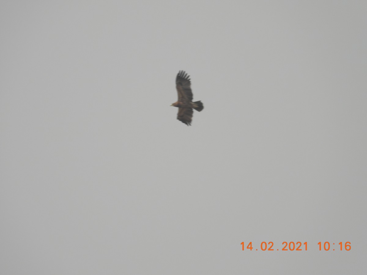 Indian Spotted Eagle - ML320985861