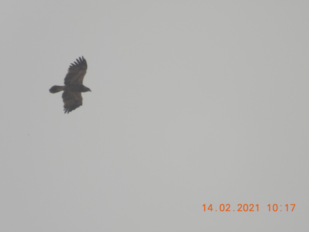 Indian Spotted Eagle - ML320985871